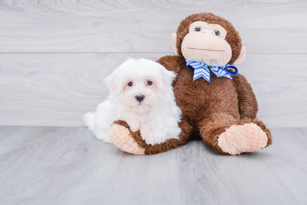 Maltese Pup Being Cute