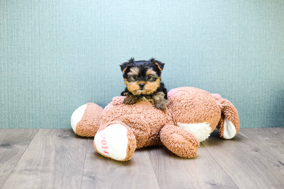 Meet Microteacup-Avery - our Yorkshire Terrier Puppy Photo 