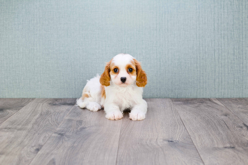 Adorable Cavalier King Charles Spaniel Purebred Puppy