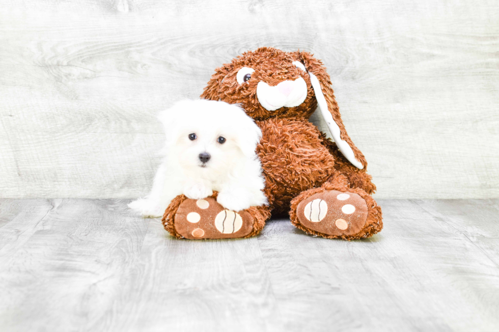 Small Maltese Purebred Pup