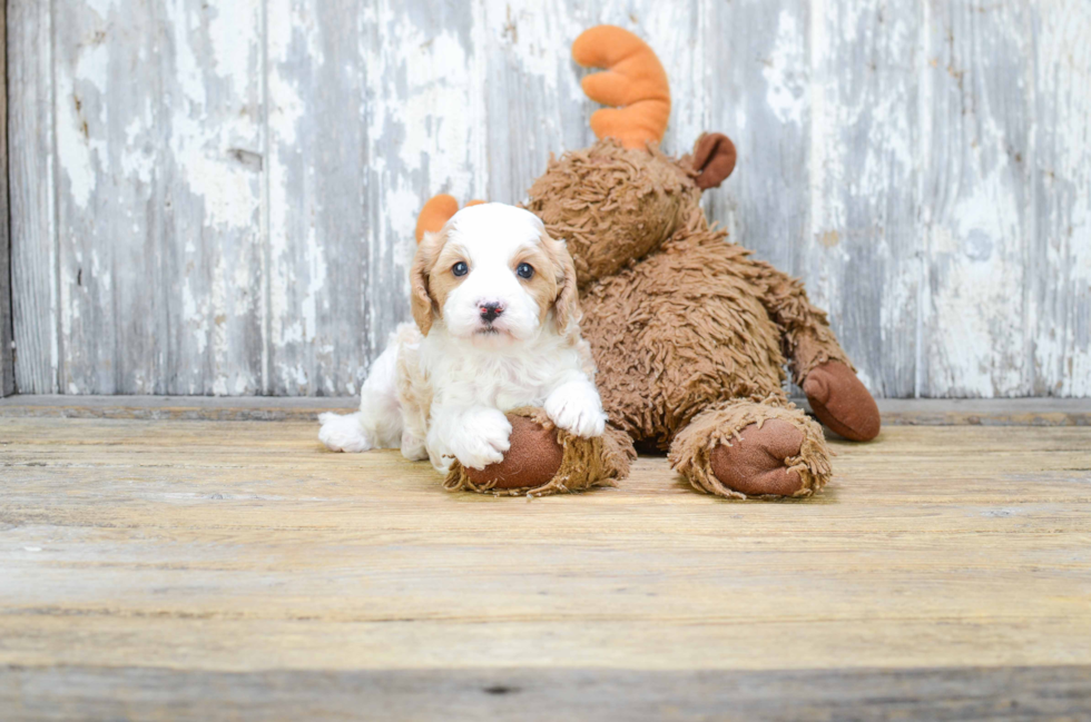 Cavapoo Pup Being Cute