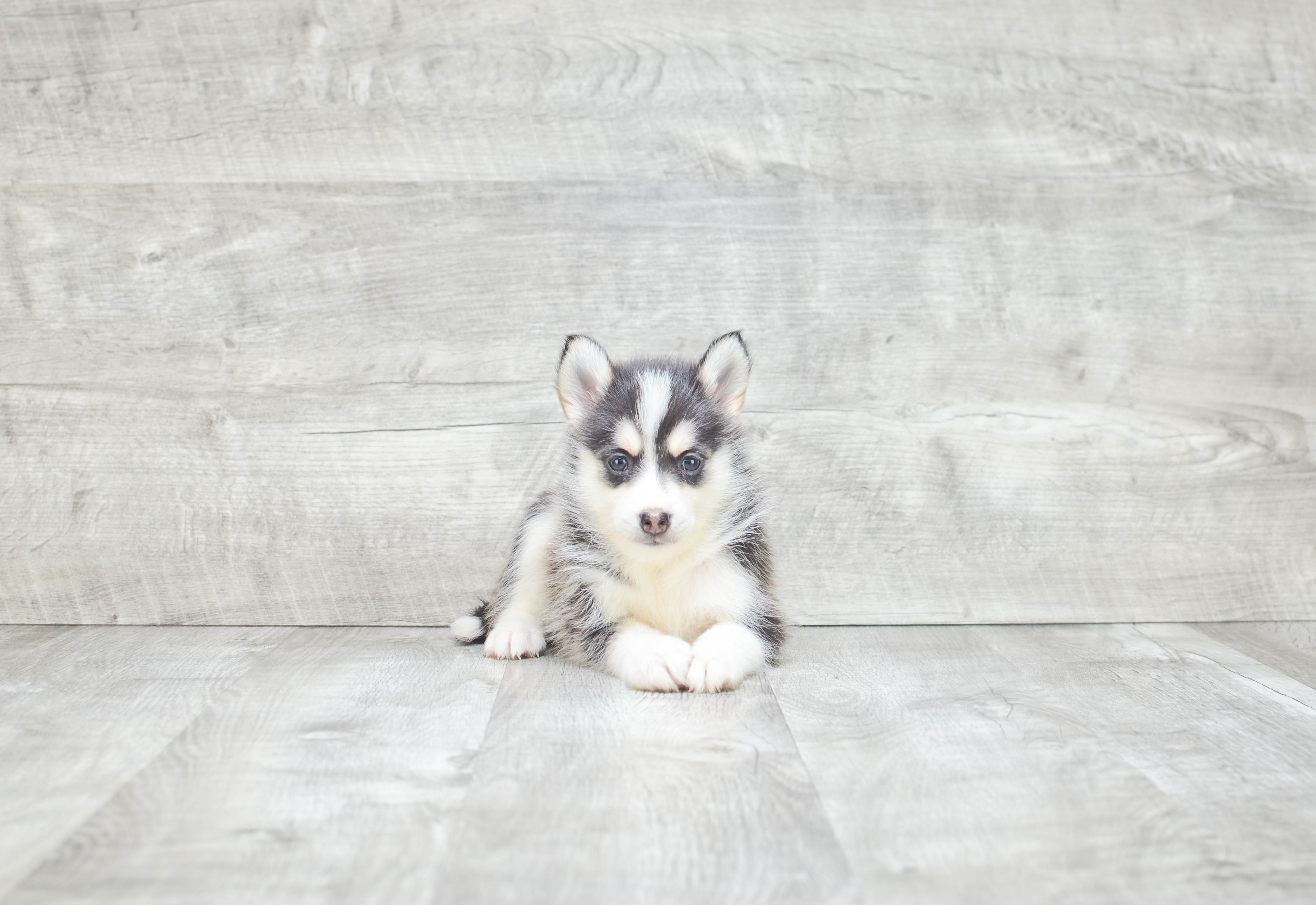 Funny Pomsky Designer Pup
