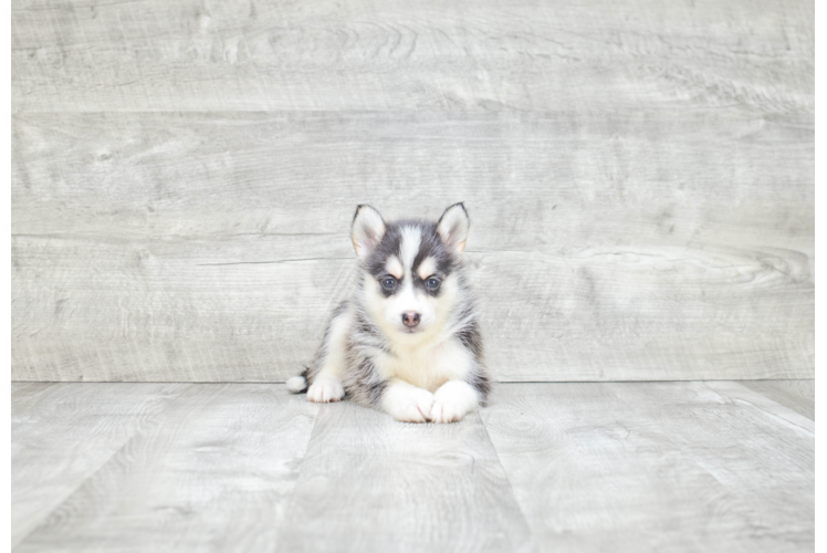 Funny Pomsky Designer Pup