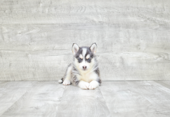 Funny Pomsky Designer Pup