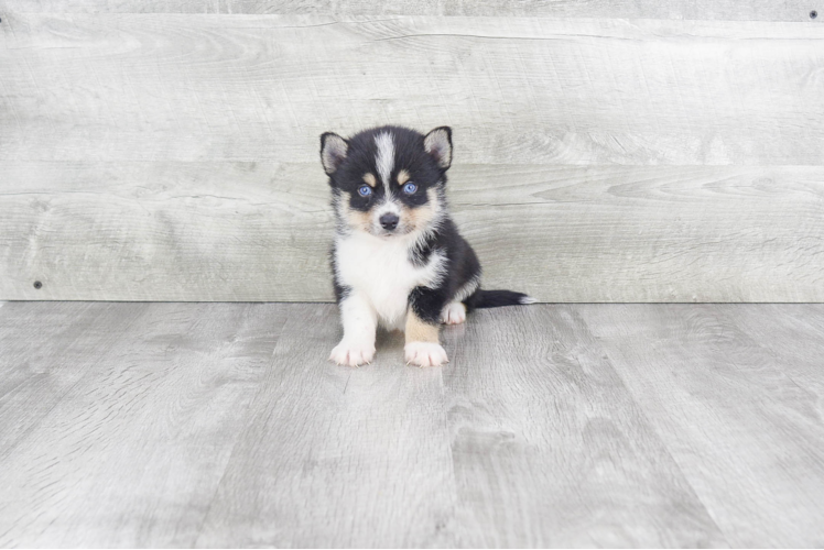 Friendly Pomsky Baby