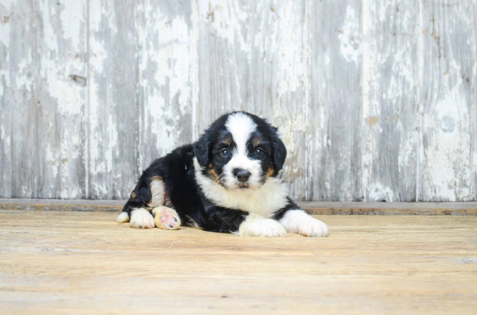 Hypoallergenic Mini Berniedoodle Poodle Mix Puppy