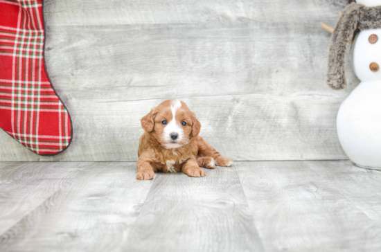 Playful Cavoodle Poodle Mix Puppy