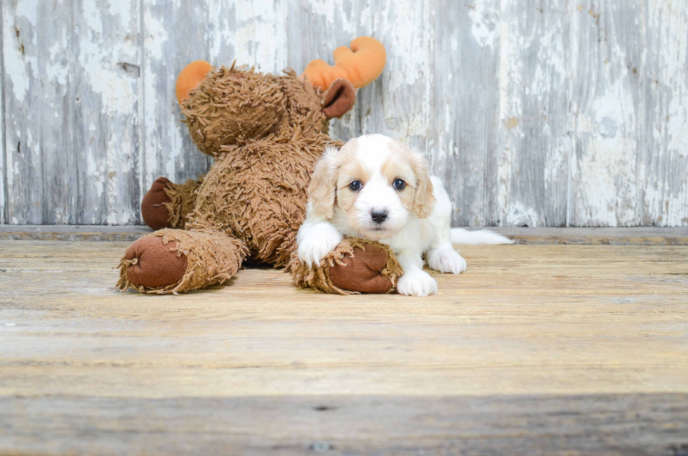 Cavapoo Pup Being Cute