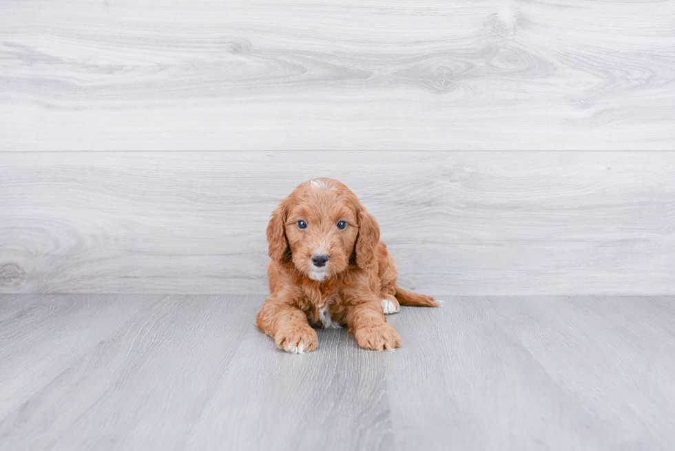 Playful Golden Retriever Poodle Mix Puppy