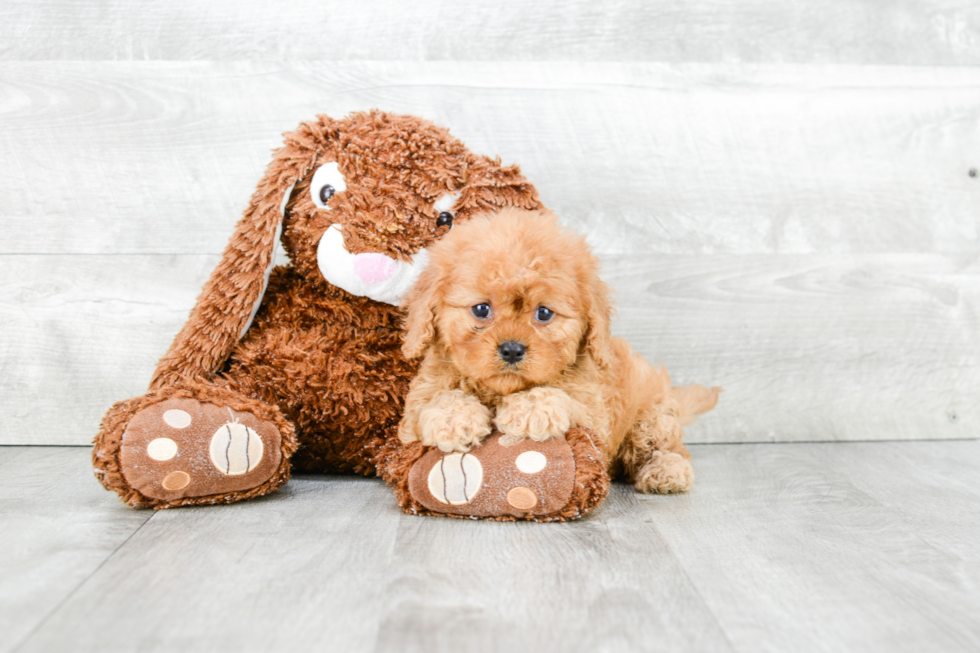 Energetic Cavoodle Poodle Mix Puppy