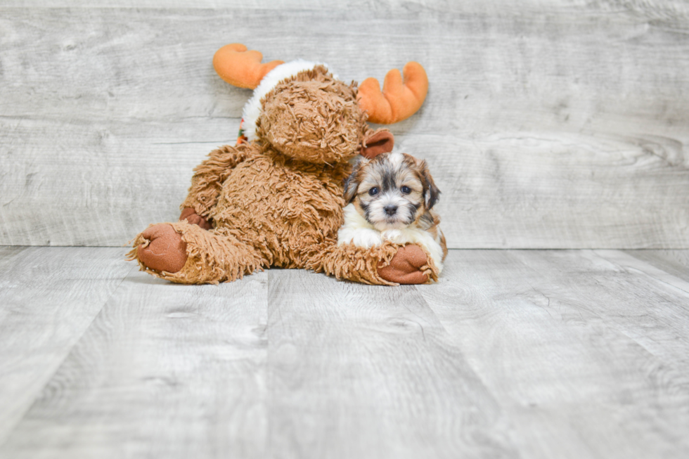 Teddy Bear Pup Being Cute