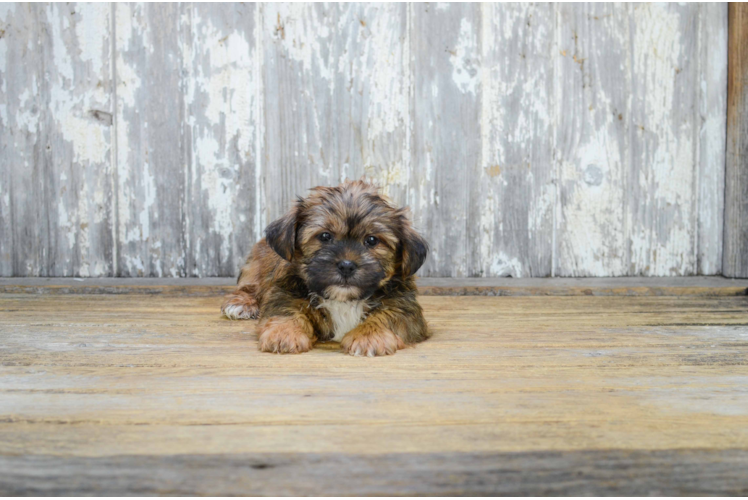 Popular Shorkie Designer Pup