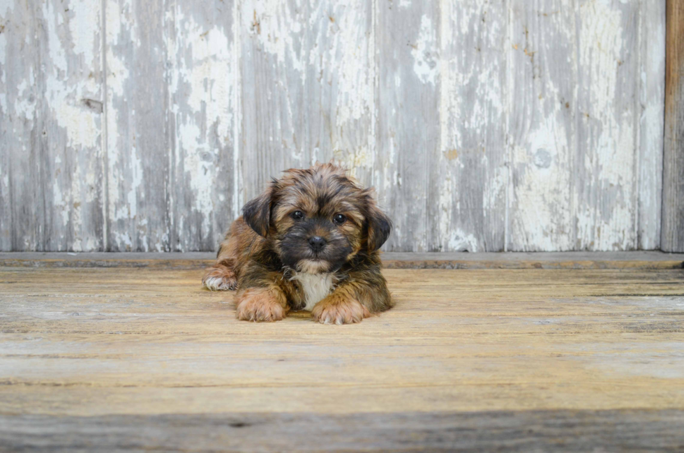 Popular Shorkie Designer Pup