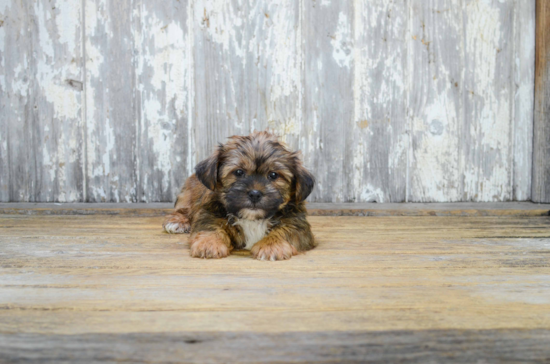 Popular Shorkie Designer Pup