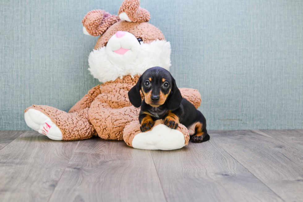 Cute Dachshund Purebred Puppy