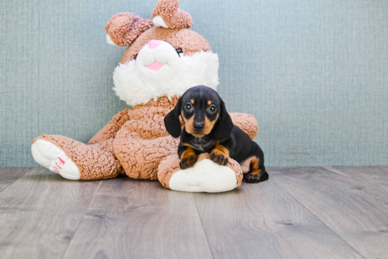 Cute Dachshund Purebred Puppy