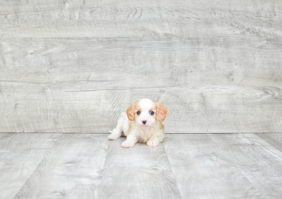 Best Cavapoo Baby