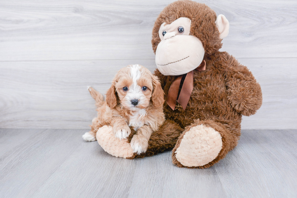 Sweet Cavapoo Baby