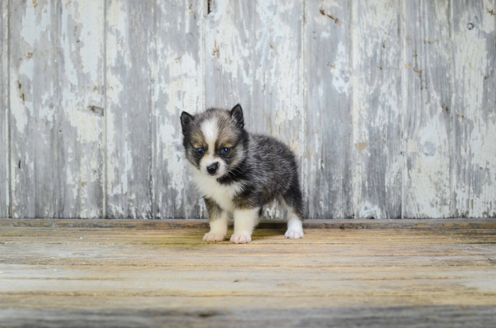 Smart Pomsky Designer Pup