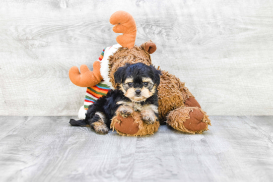 Petite Morkie Designer Pup