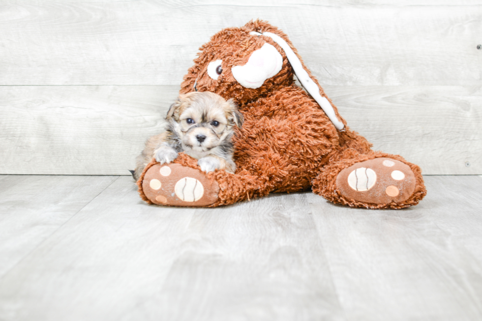 Maltipoo Puppy for Adoption