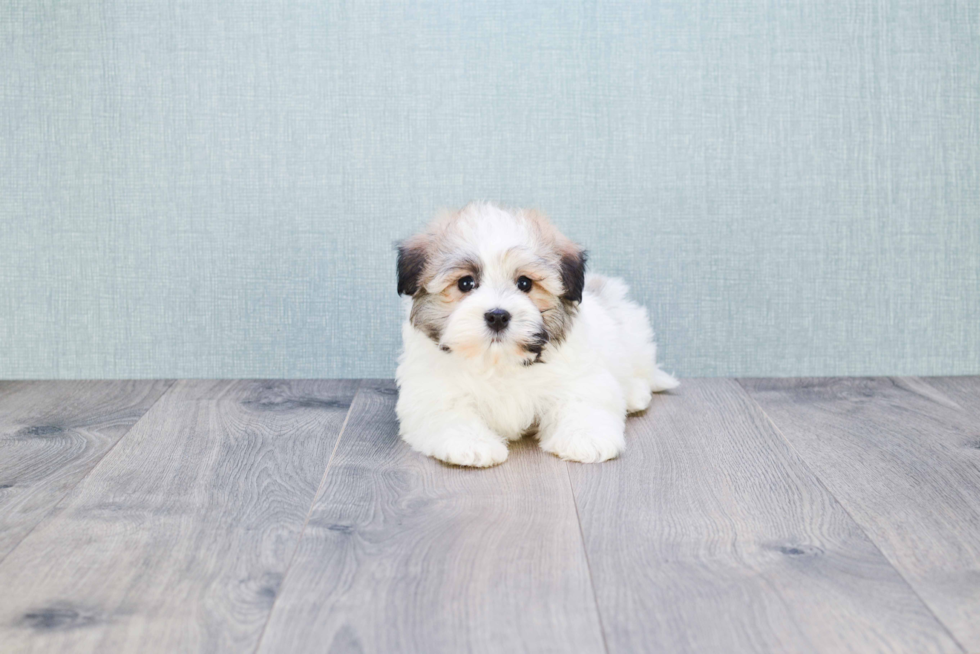 Best Havanese Baby