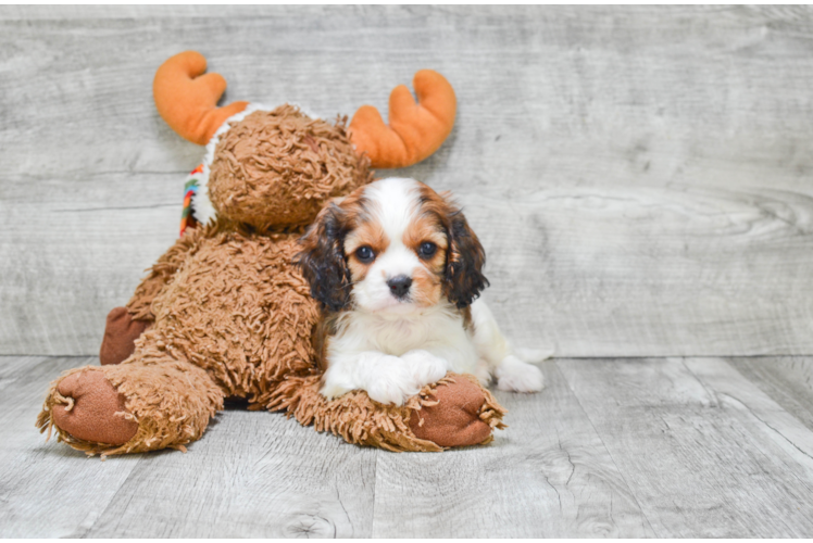 Cavachon Puppy for Adoption