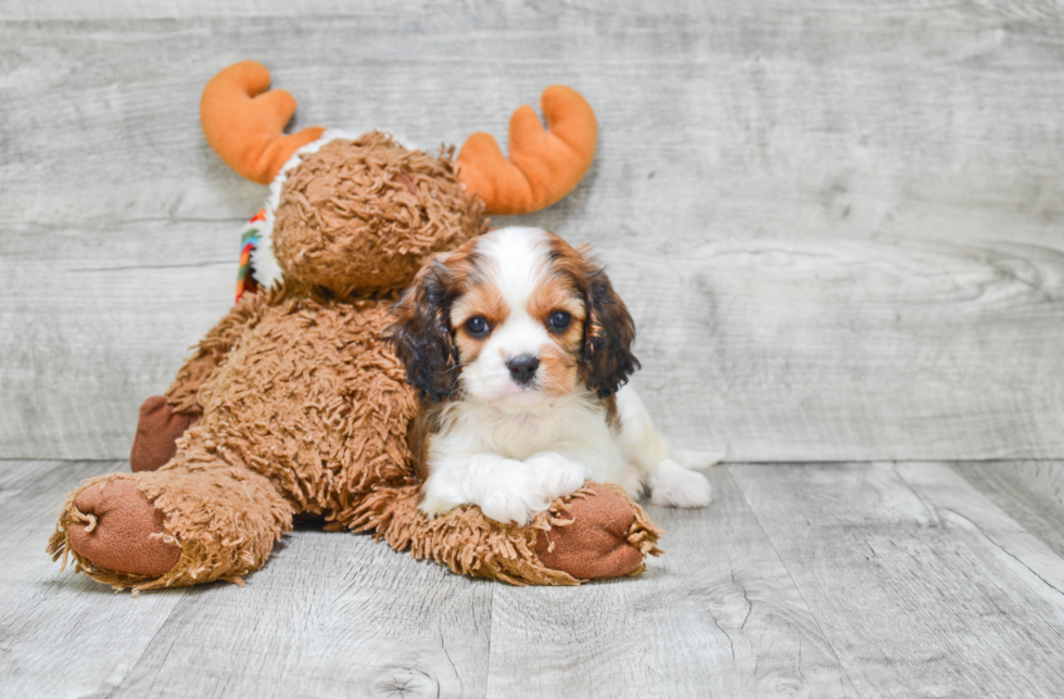 Cavachon Puppy for Adoption