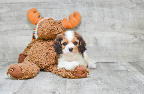 Cavachon Puppy for Adoption