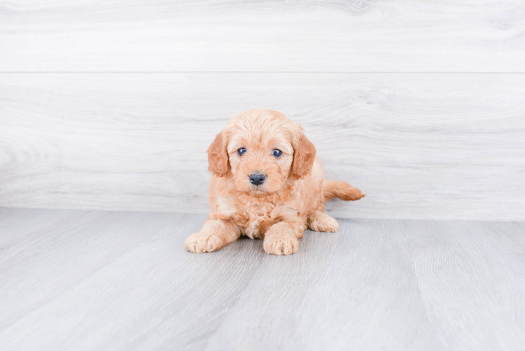 Best Mini Goldendoodle Baby