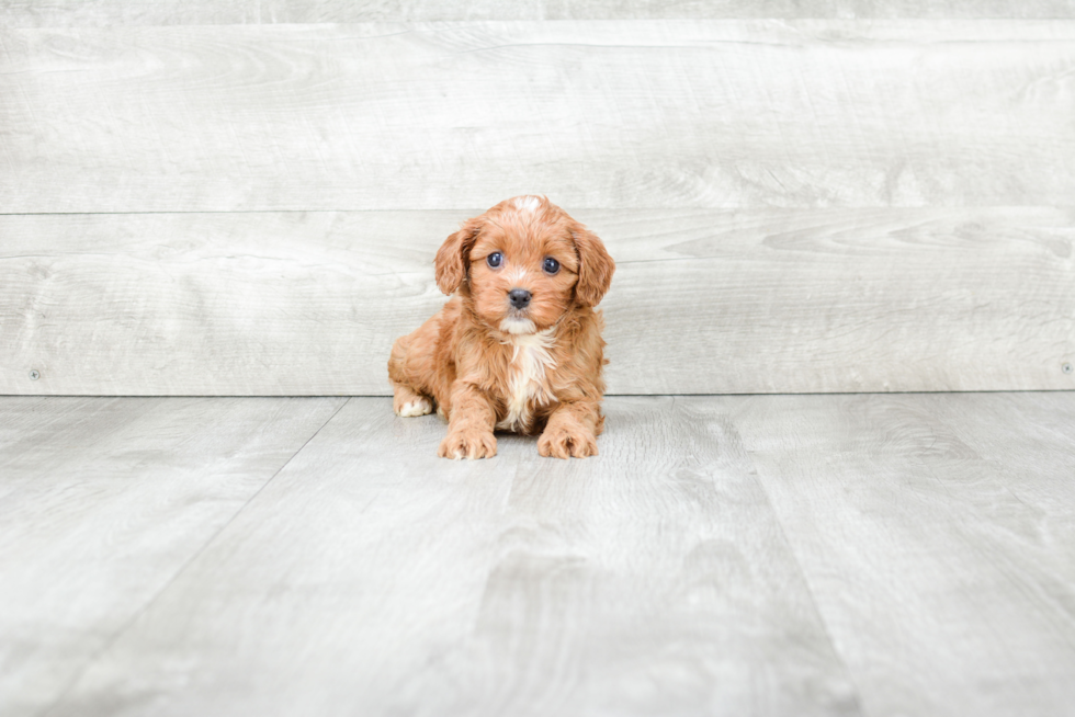 Small Cavapoo Baby