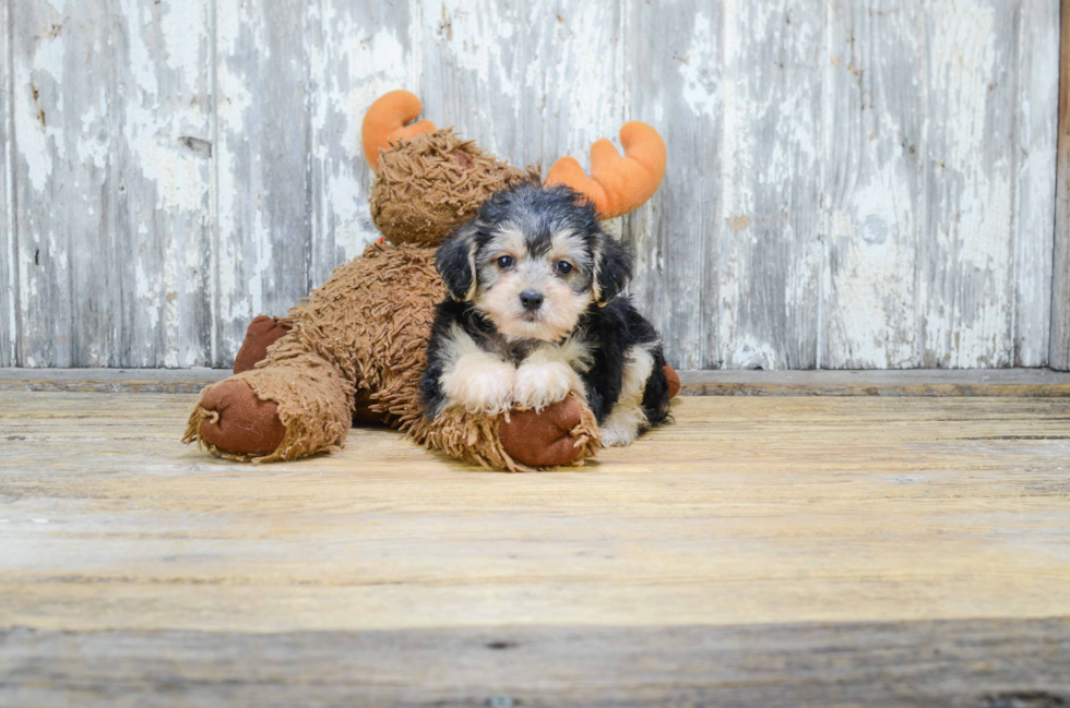 Yorkie Poo Pup Being Cute