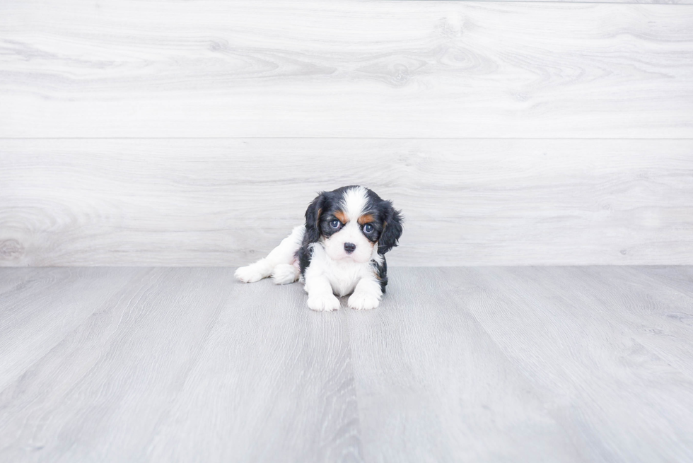 Hypoallergenic Cavalier King Charles Spaniel Purebred Pup