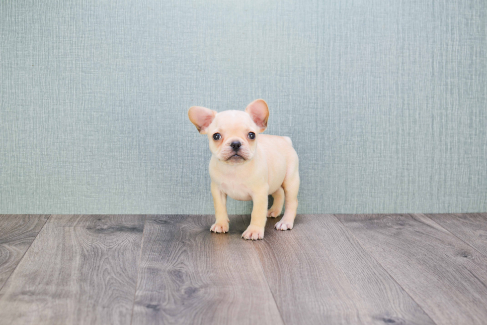 Fluffy Frenchie Purebred Puppy