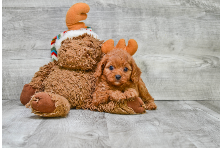 Petite Cavapoo Poodle Mix Pup