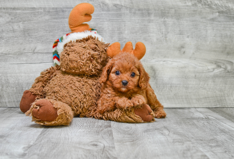 Petite Cavapoo Poodle Mix Pup