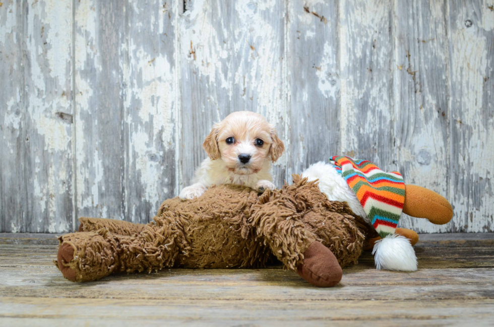 Cavapoo Pup Being Cute