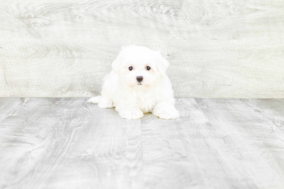 Best Maltese Baby