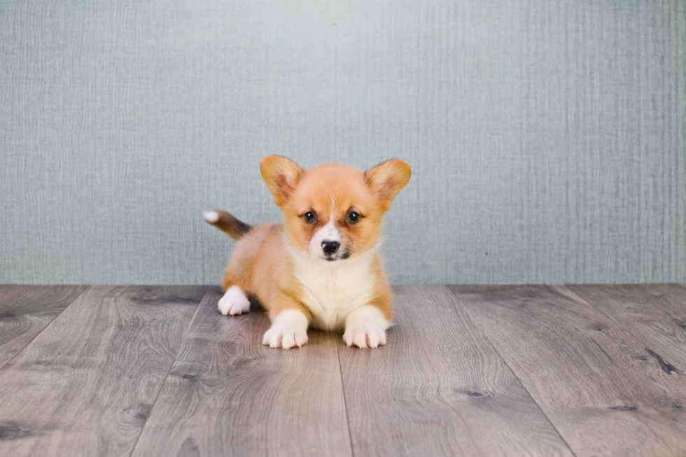 Cute Welsh Corgi Mix Pup