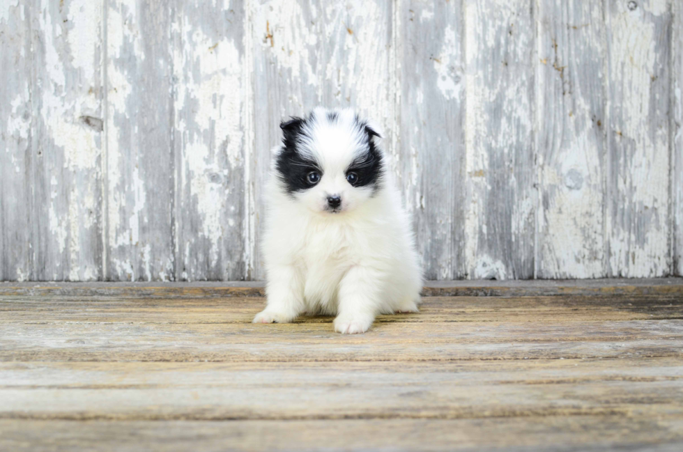 Pomeranian Puppy for Adoption