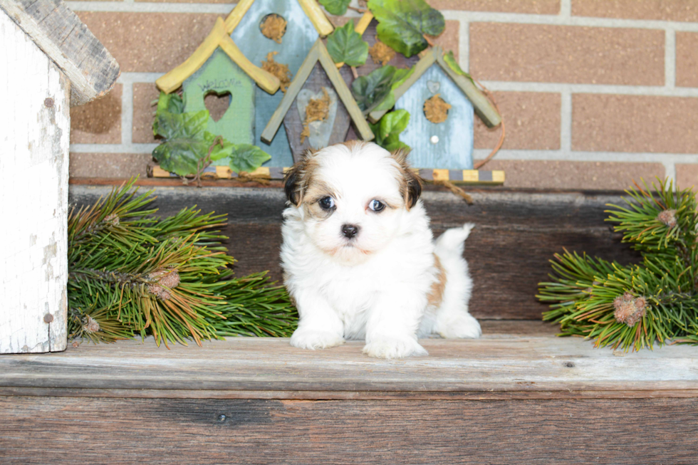 Havanese Puppy for Adoption