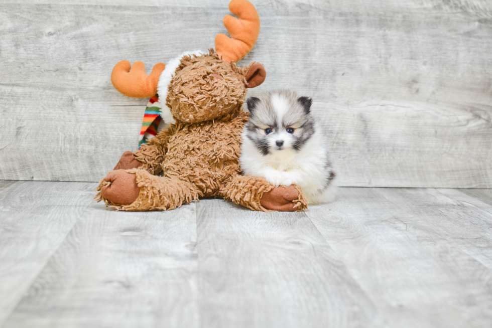 Friendly Pomeranian Purebred Pup