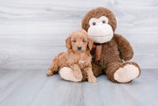 Mini Goldendoodle Pup Being Cute