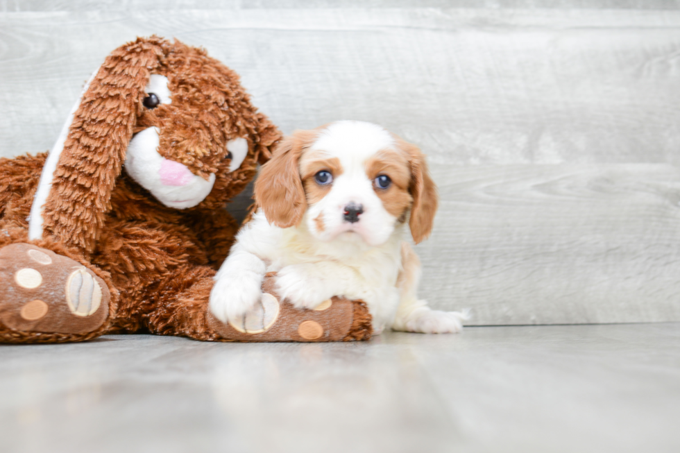 Friendly Cavalier King Charles Spaniel Purebred Pup