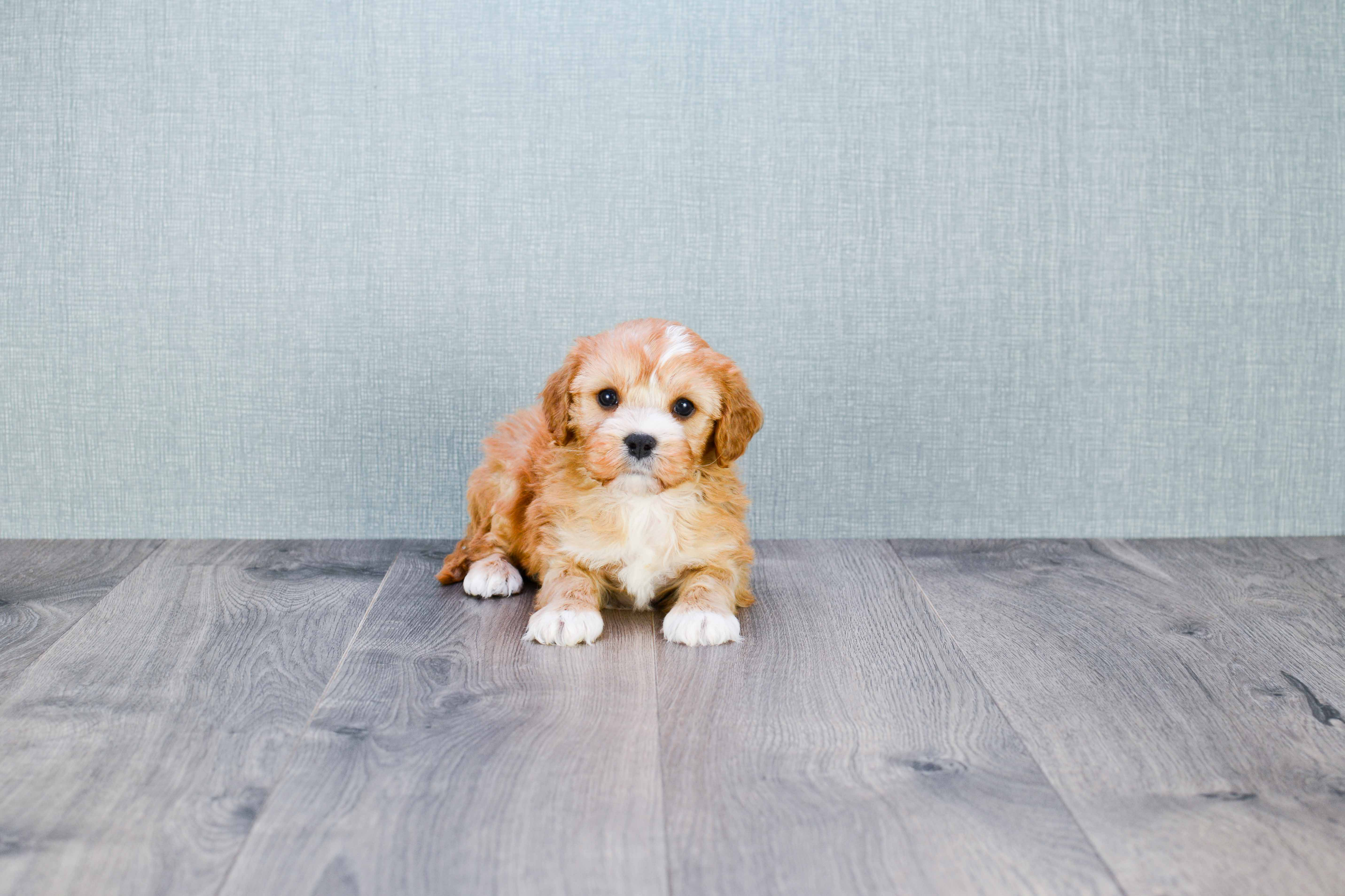 Little Cavoodle Poodle Mix Puppy