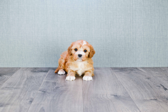 Little Cavoodle Poodle Mix Puppy