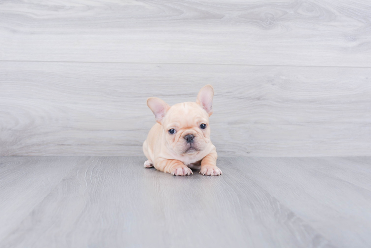 Best French Bulldog Baby