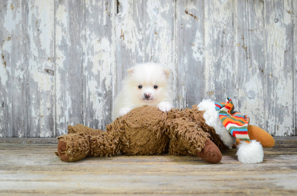 Funny Pomeranian Baby