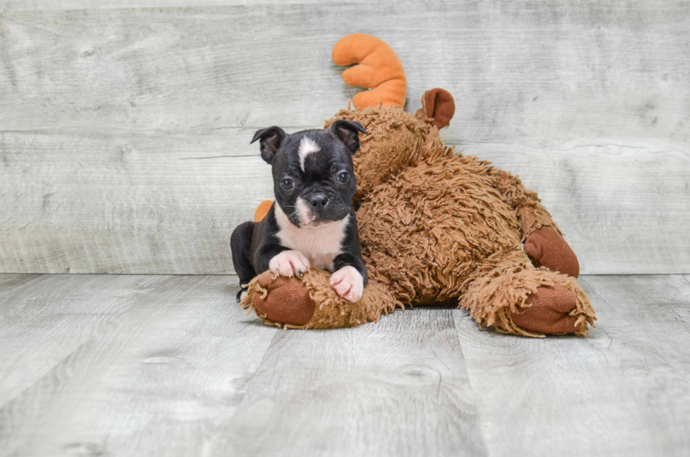 Playful Boston Terrier Purebred Pup