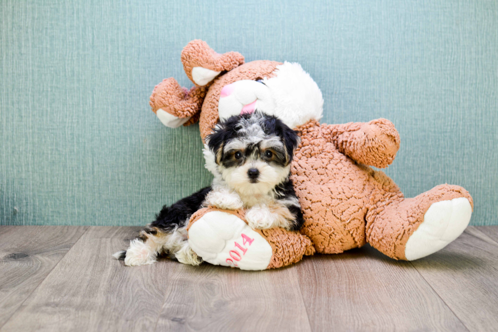 Morkie Pup Being Cute